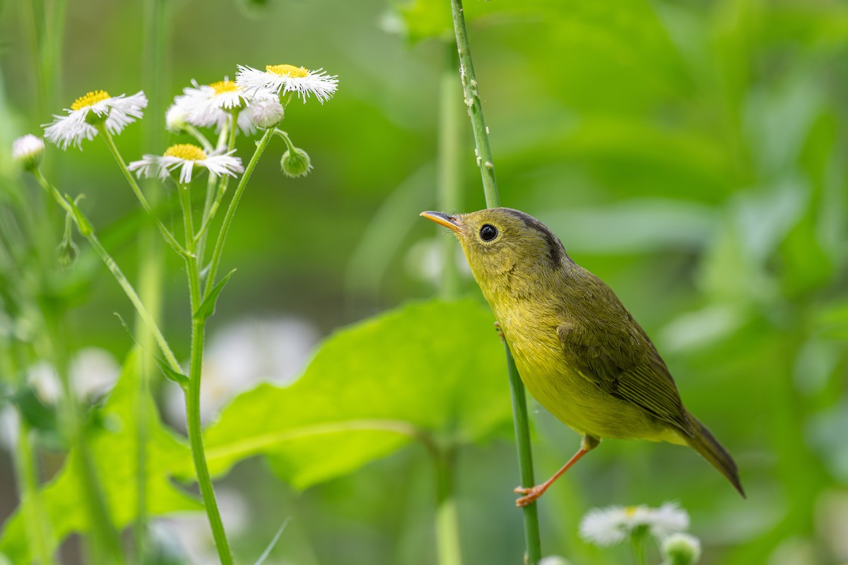 Alström's Warbler - ML627852330