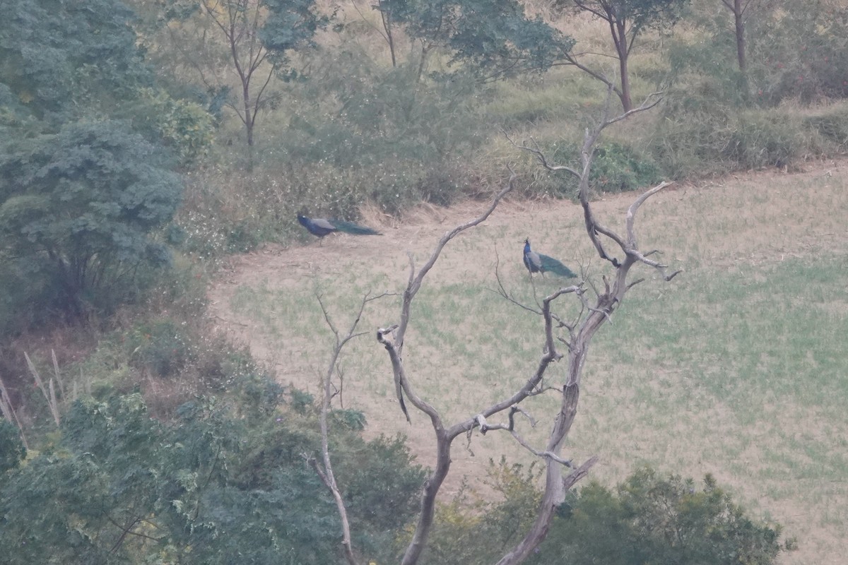 Indian Peafowl - ML627852337