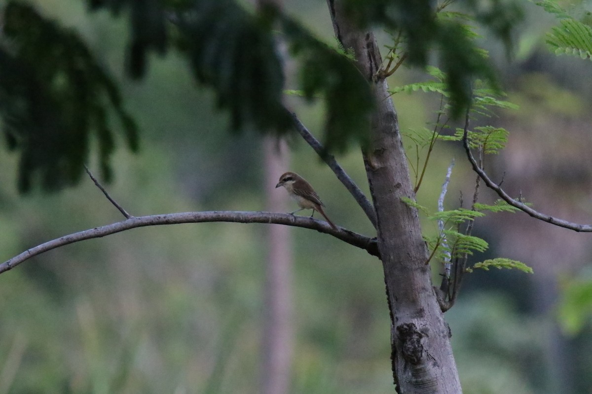 Brown Shrike - ML627852338