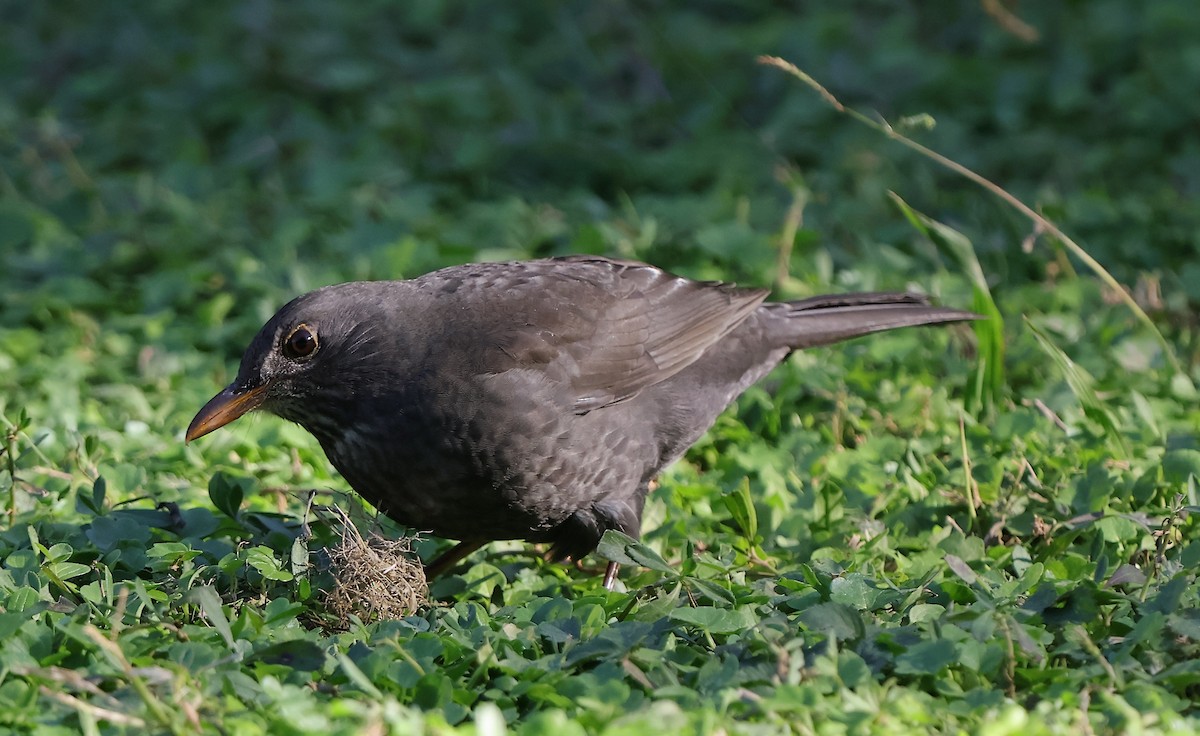 Eurasian Blackbird - ML627852339