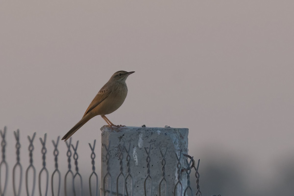 Long-billed Pipit - ML627852342