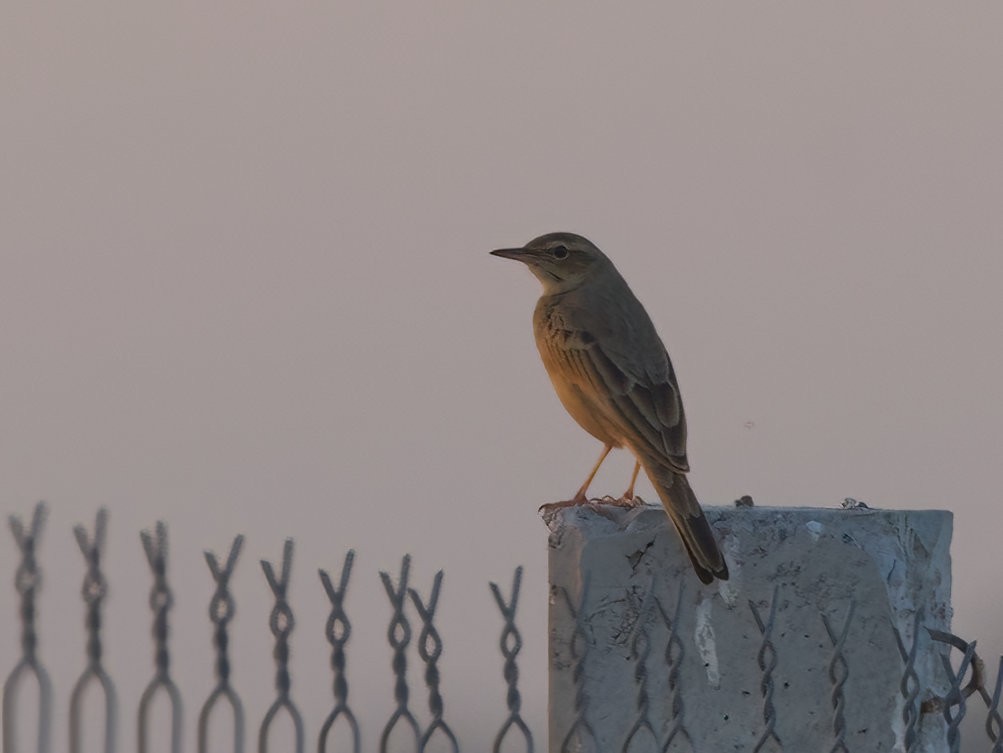 Long-billed Pipit - ML627852343