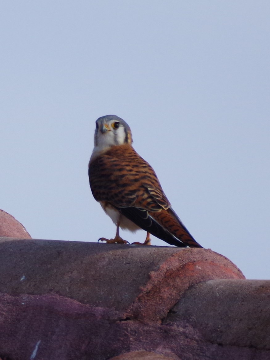 American Kestrel - ML627852345