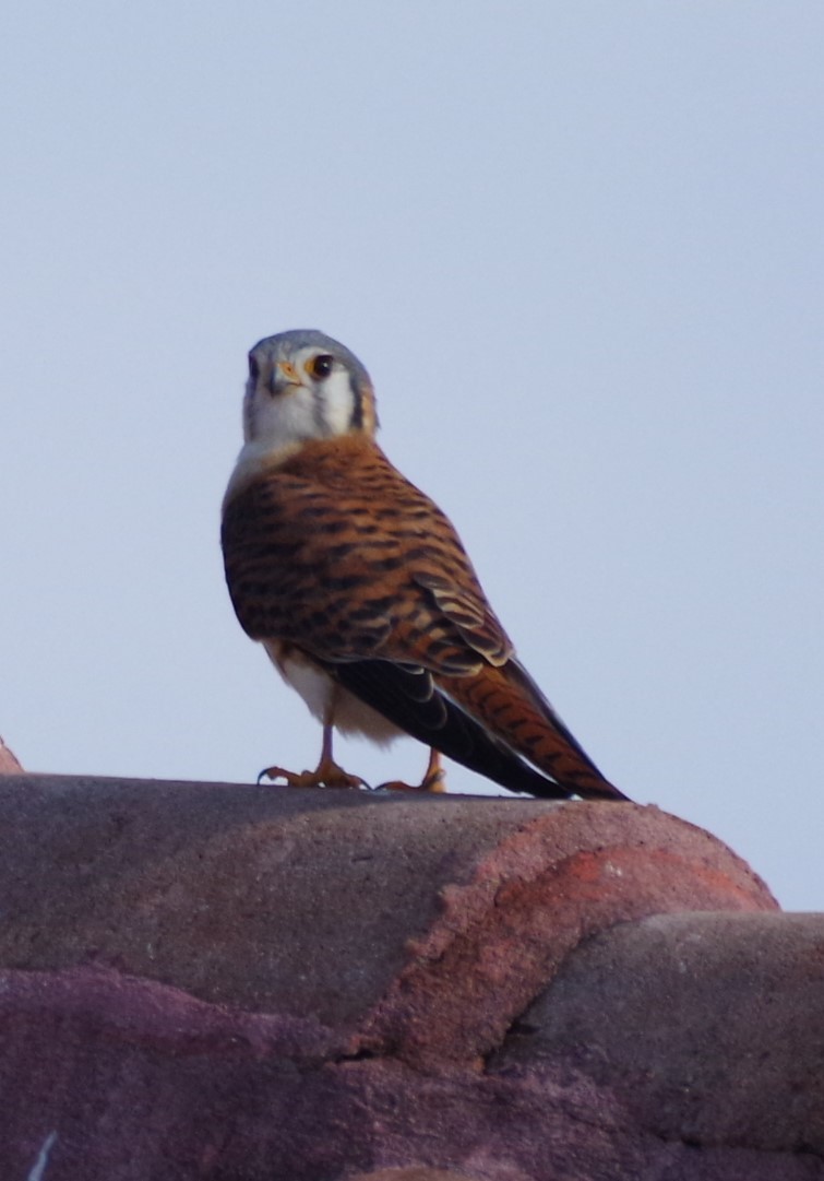 American Kestrel - ML627852346