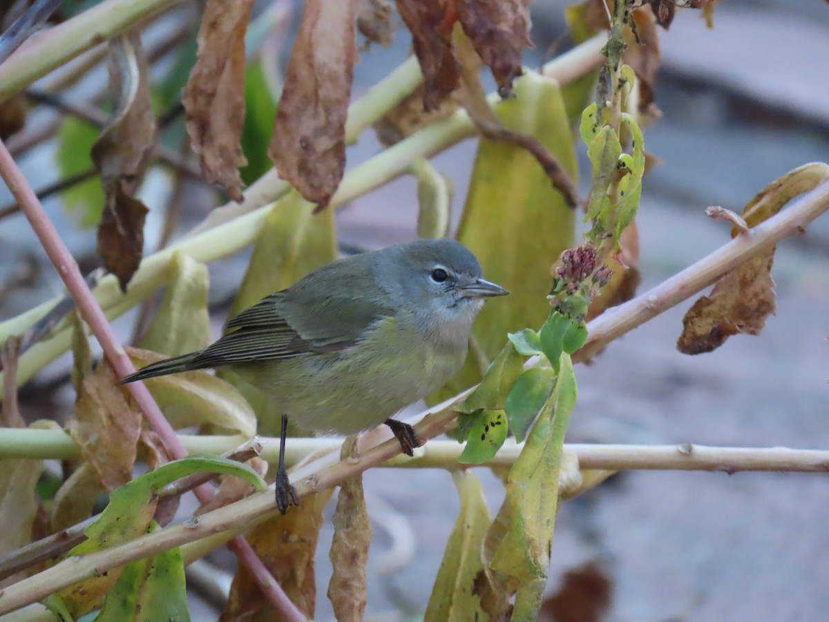 Orange-crowned Warbler - ML627852348