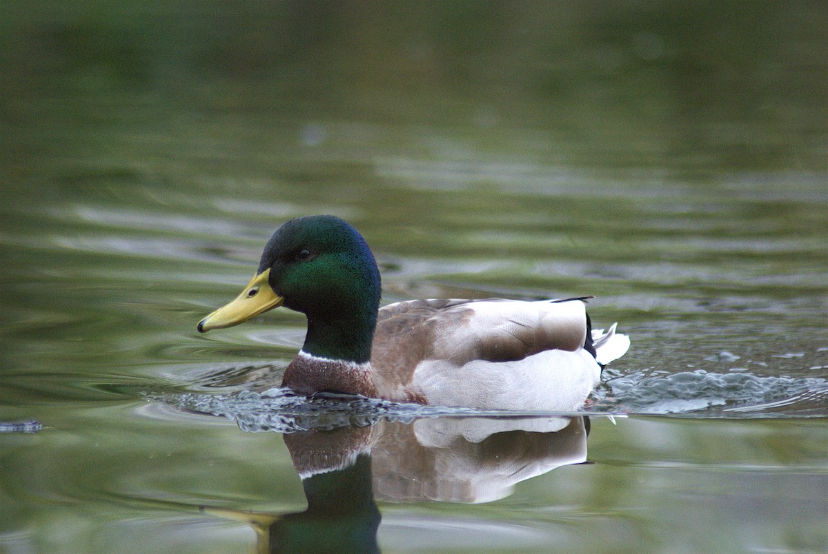 Mallard - ML627852349