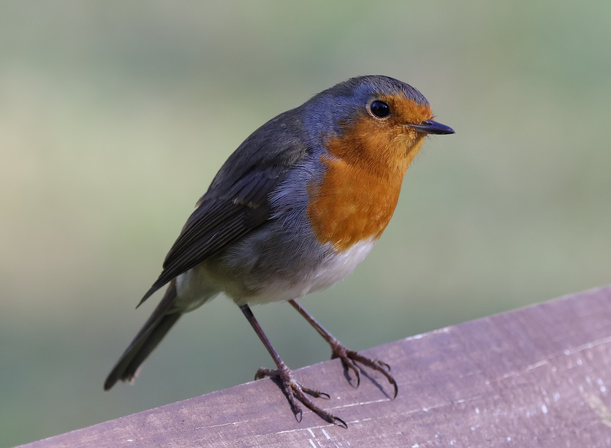 European Robin - ML627852350