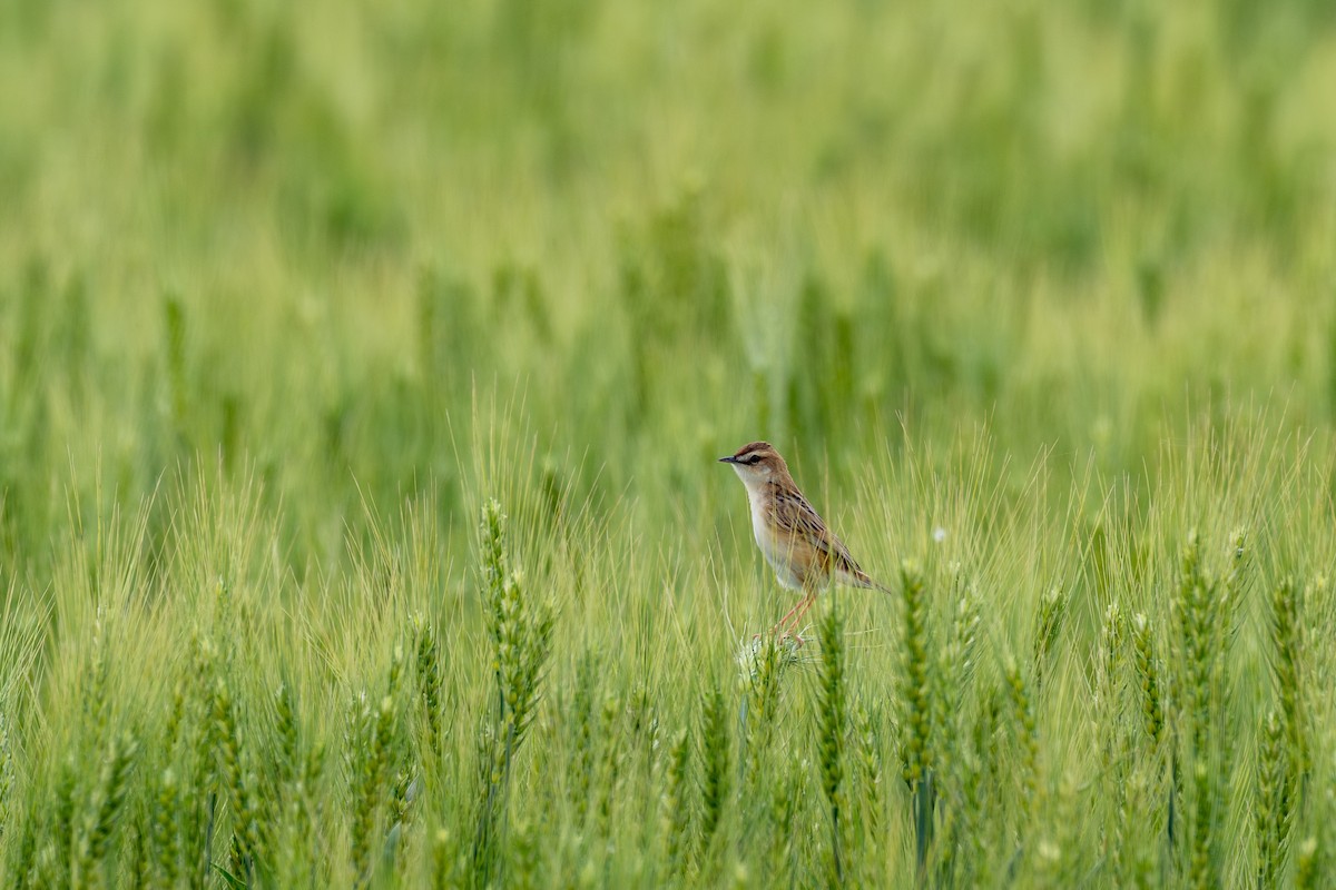 Zitting Cisticola - ML627852352