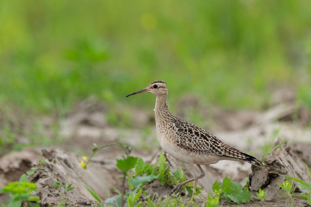 Little Curlew - ML627852354