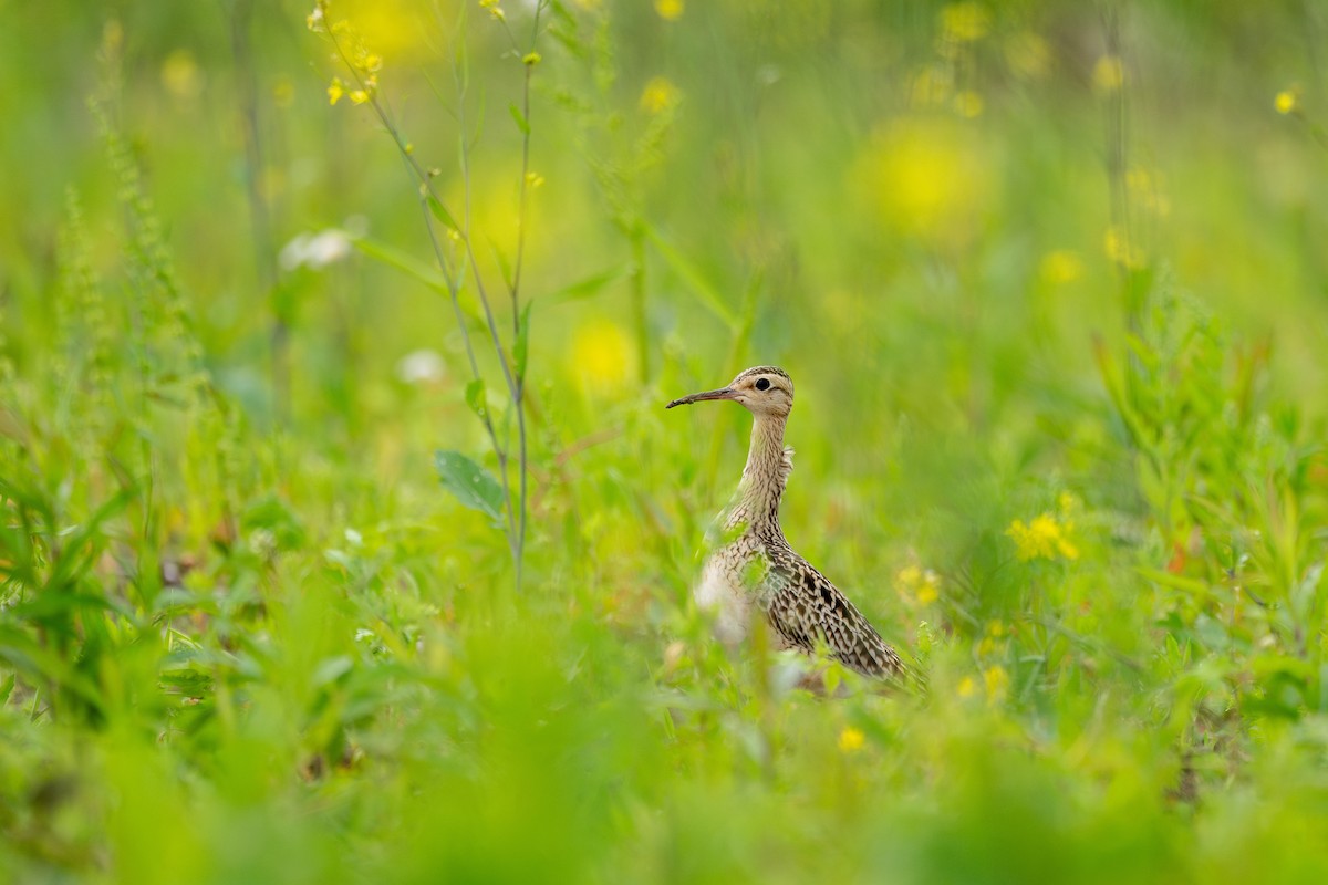 Little Curlew - ML627852355