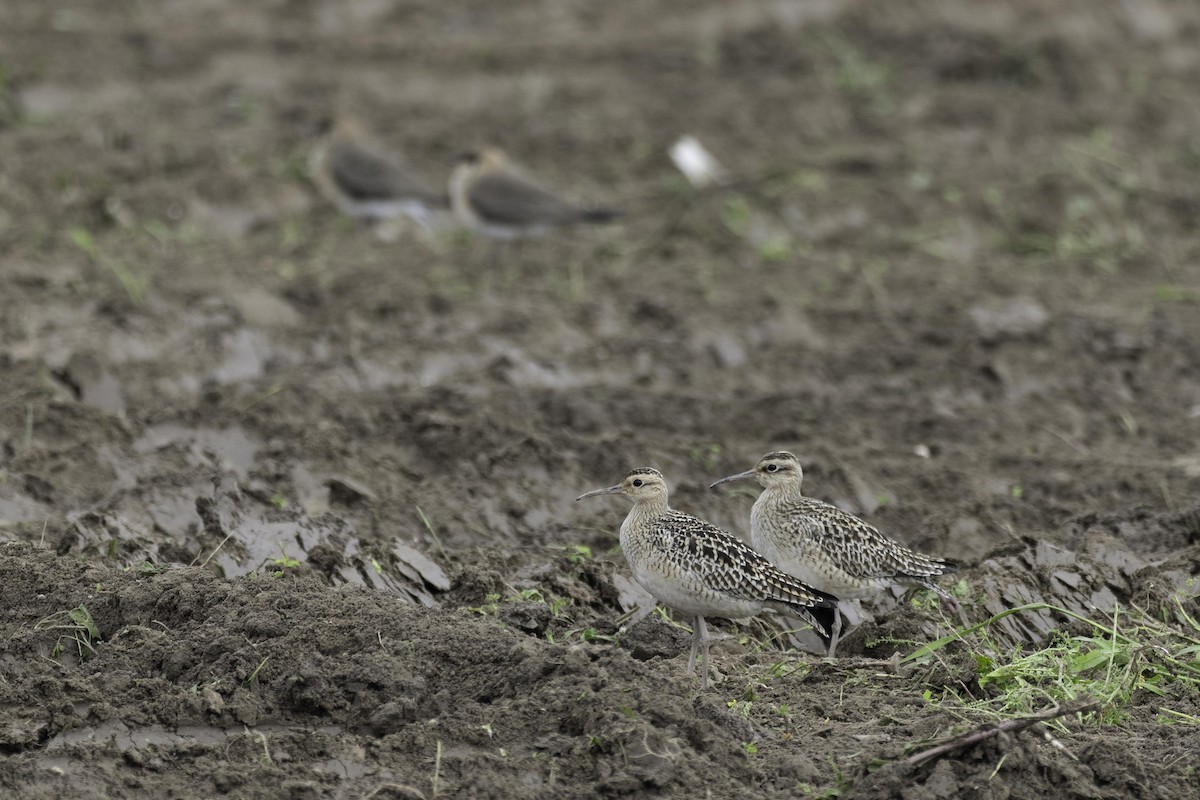 Little Curlew - ML627852357