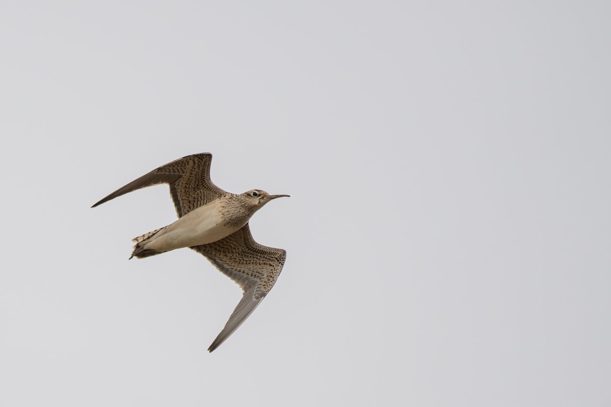 Little Curlew - ML627852358