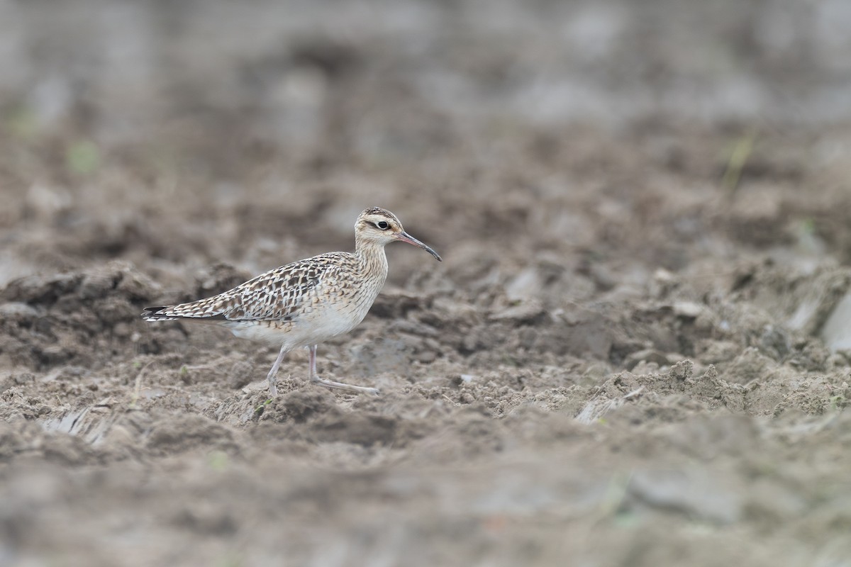 Little Curlew - ML627852359