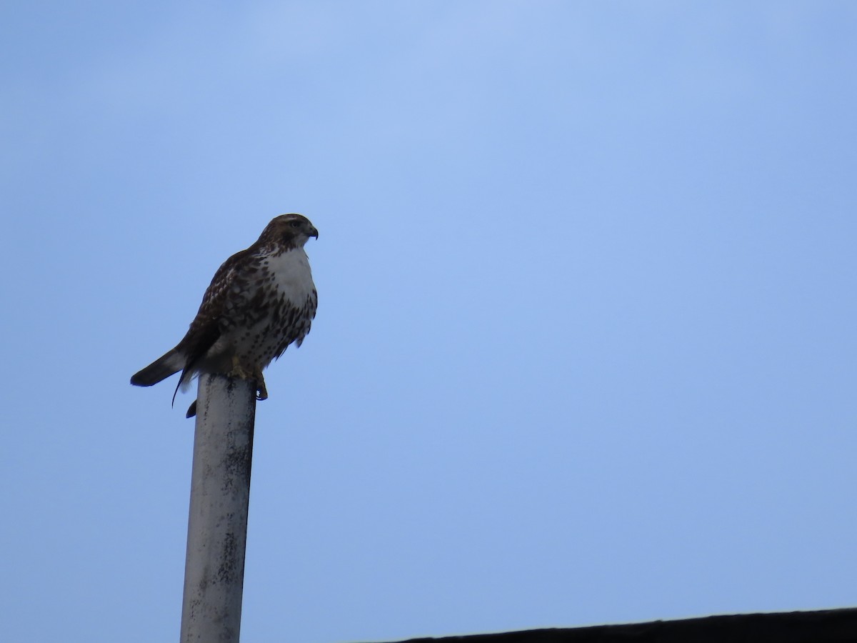 Red-tailed Hawk - ML627852360