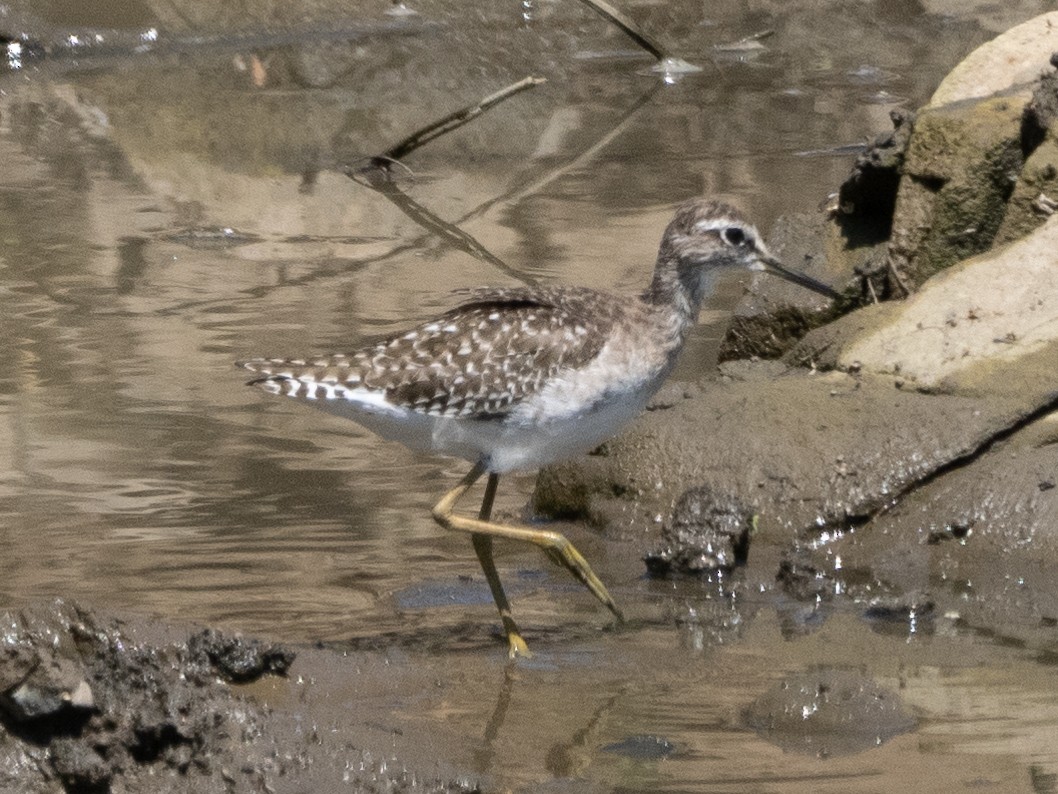 Wood Sandpiper - ML627852361