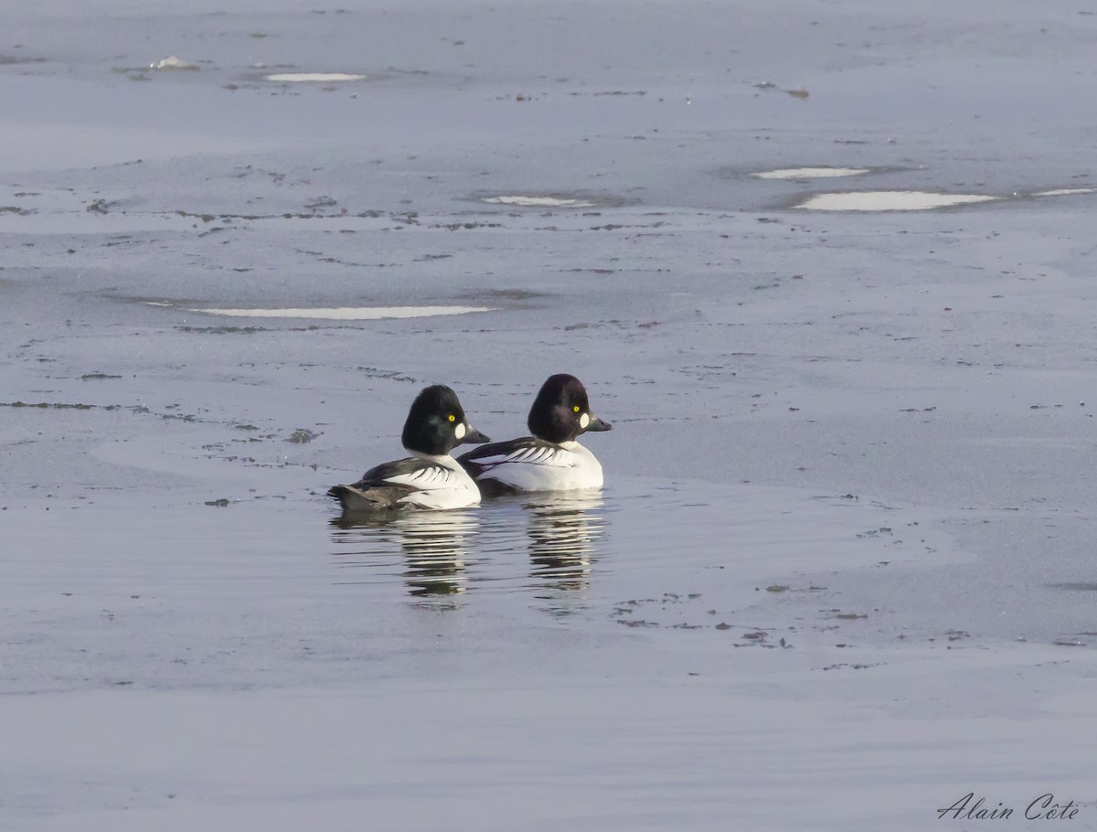 Common Goldeneye - ML627852363