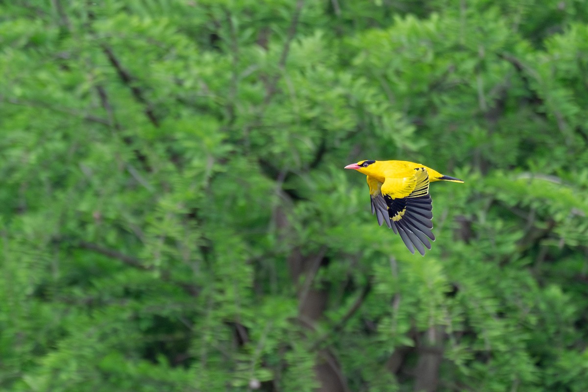 Black-naped Oriole - ML627852364