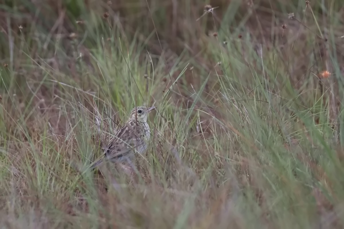 Yellowish Pipit - ML627852365