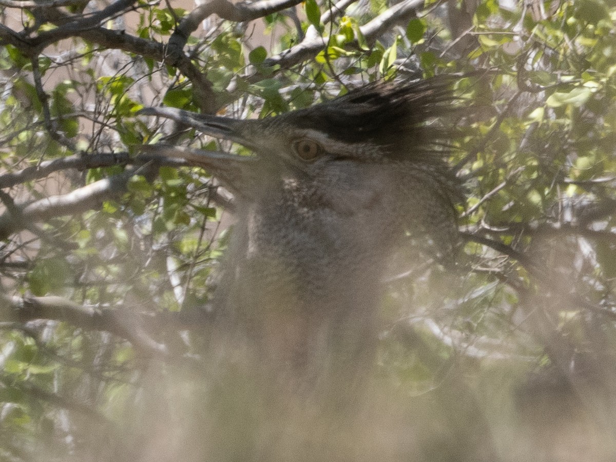 Kori Bustard - ML627852366