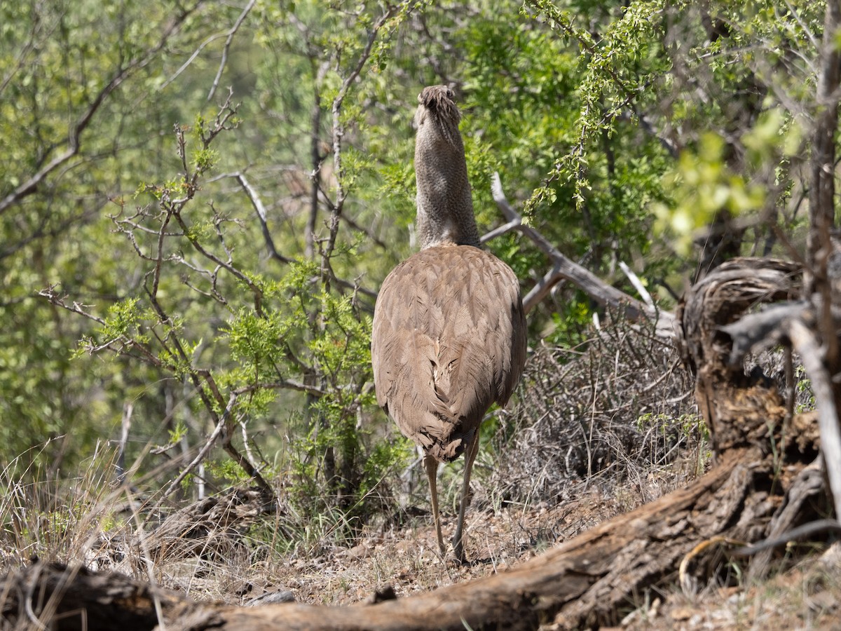 Kori Bustard - ML627852367