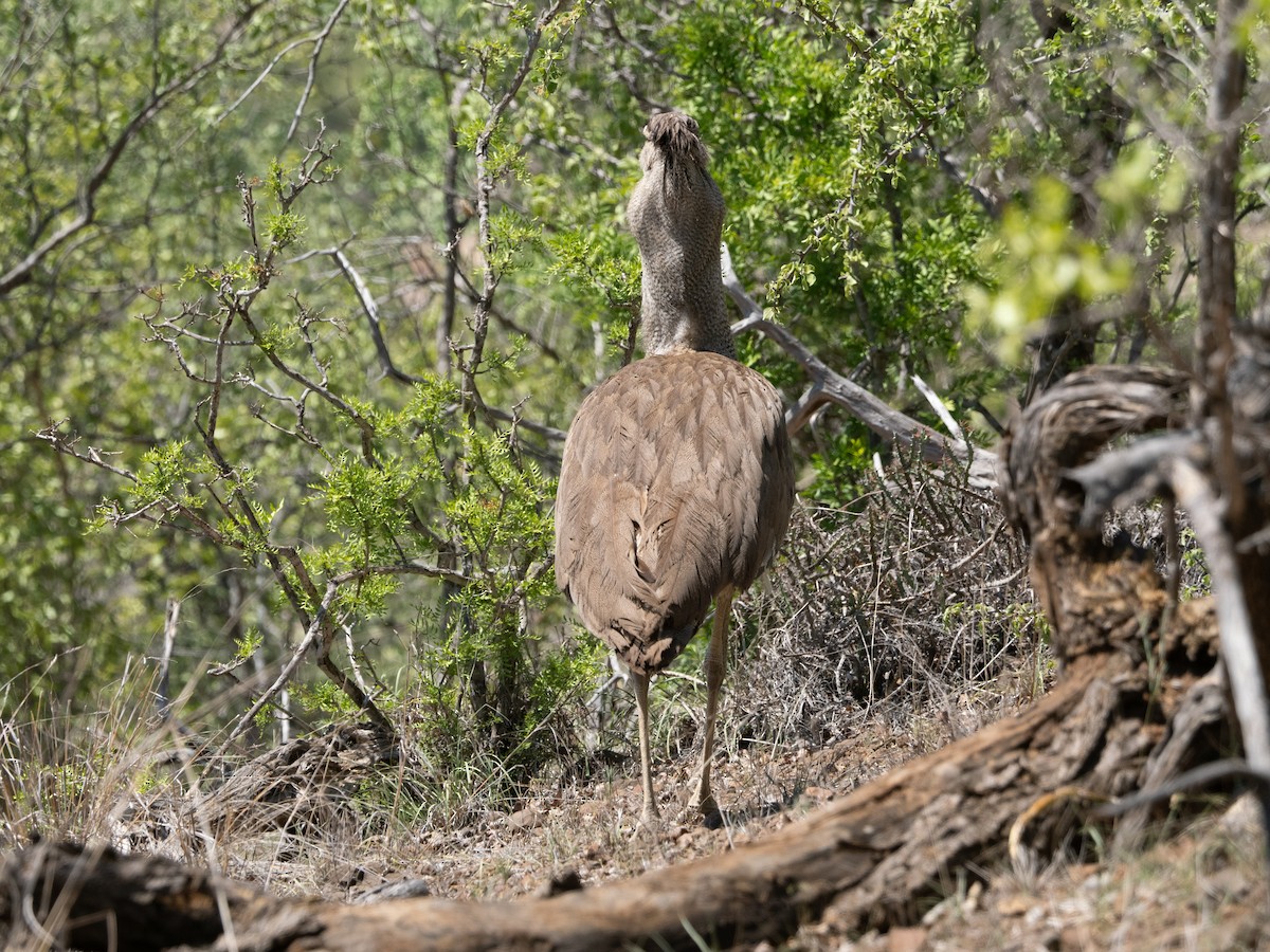 Kori Bustard - ML627852368