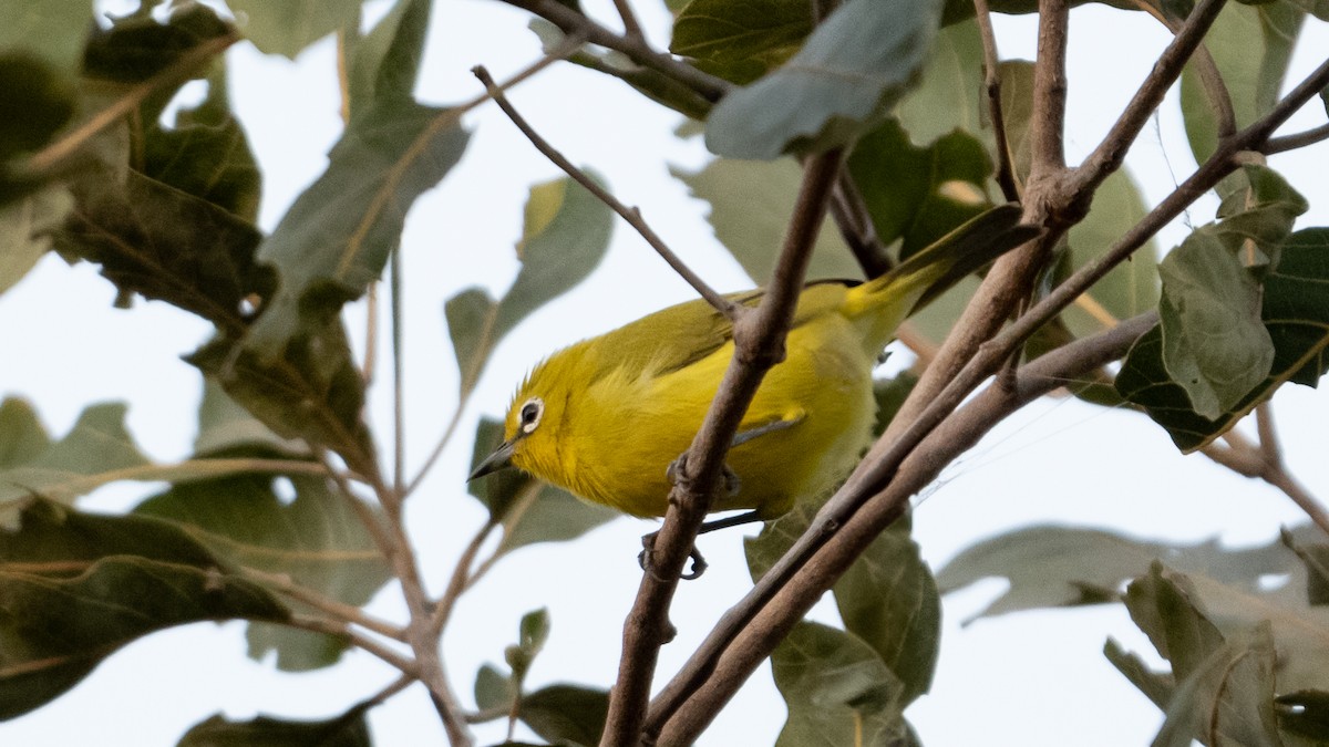 Northern Yellow White-eye - ML627852370