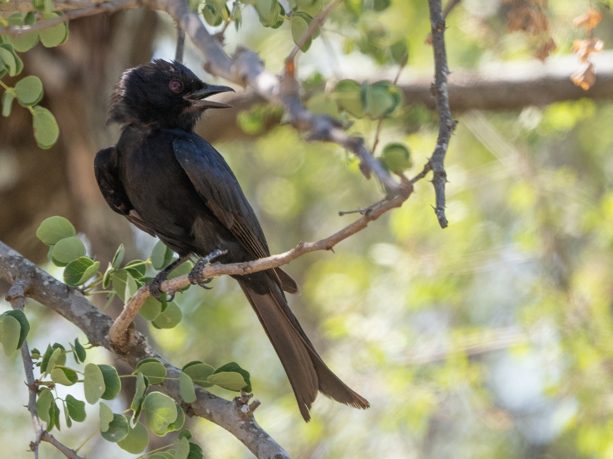 Fork-tailed Drongo - ML627852375