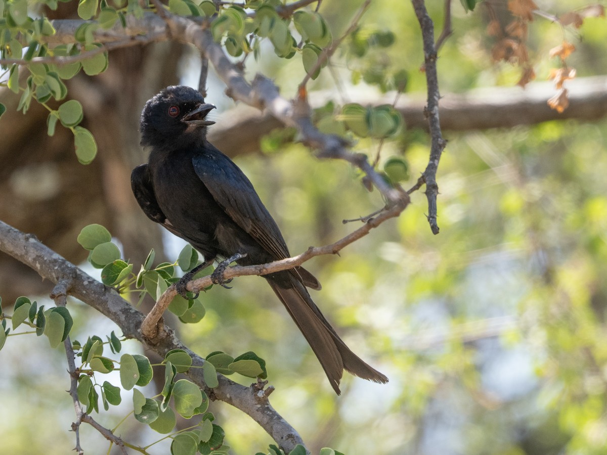 Fork-tailed Drongo - ML627852376