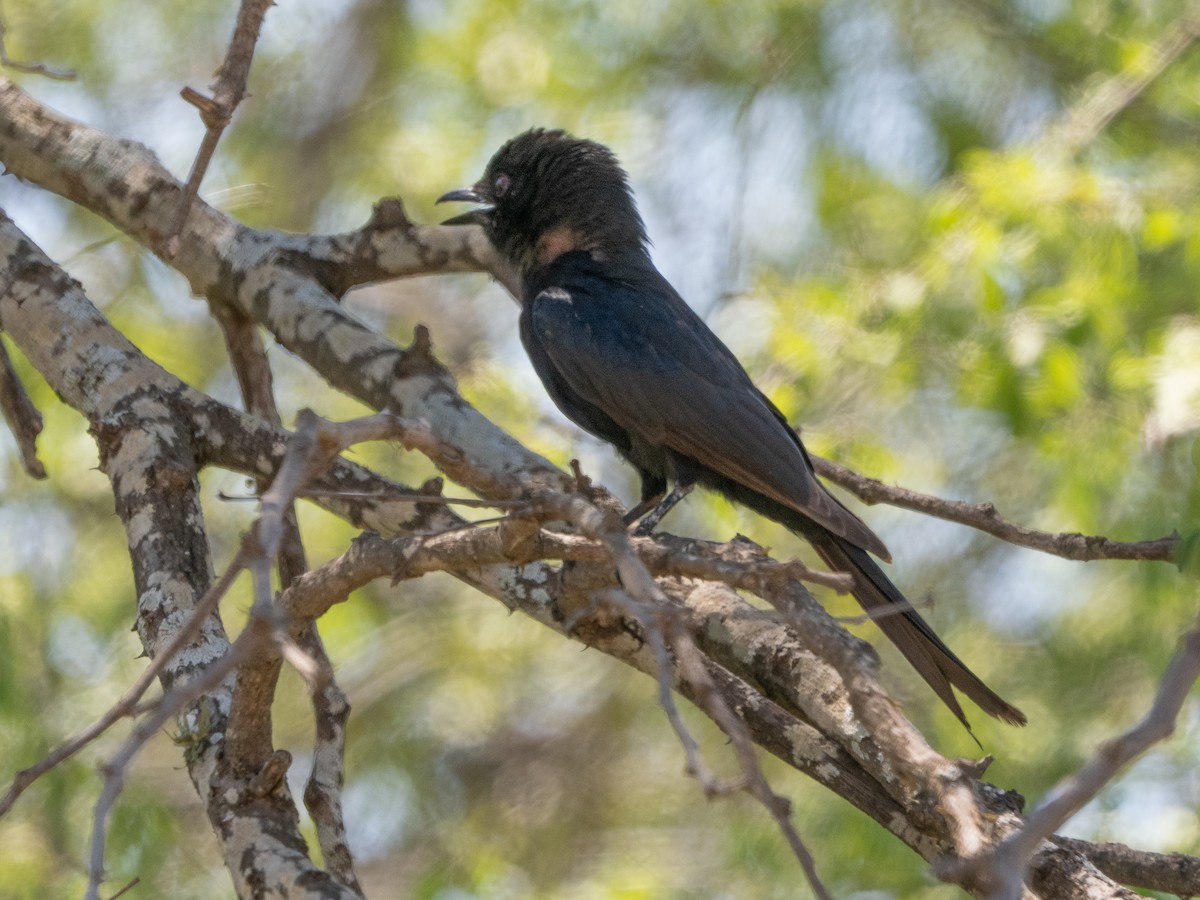 Fork-tailed Drongo - ML627852377