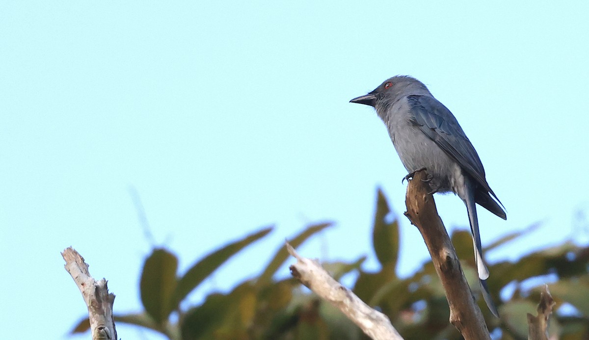 Drongo Cenizo - ML627852378