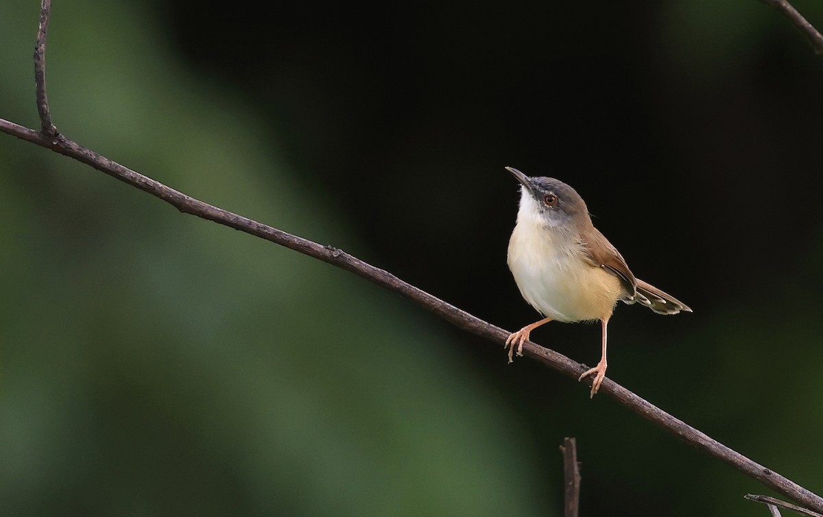 Prinia Rojiza - ML627852393