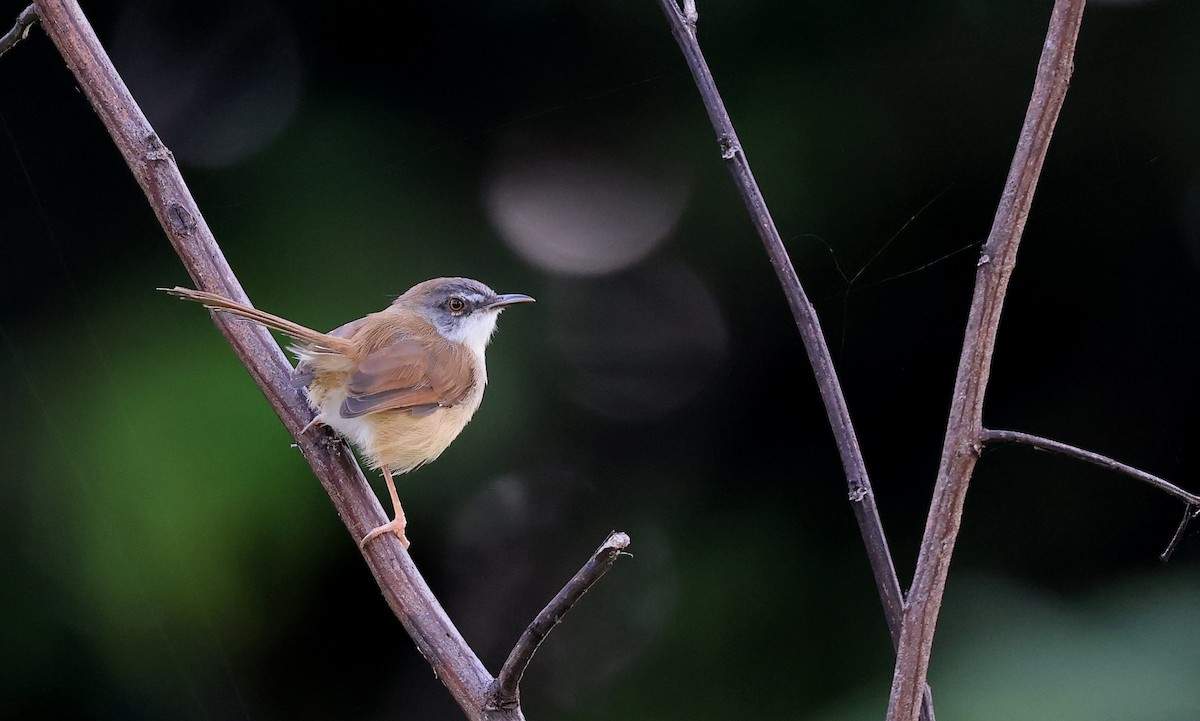 Prinia Rojiza - ML627852394