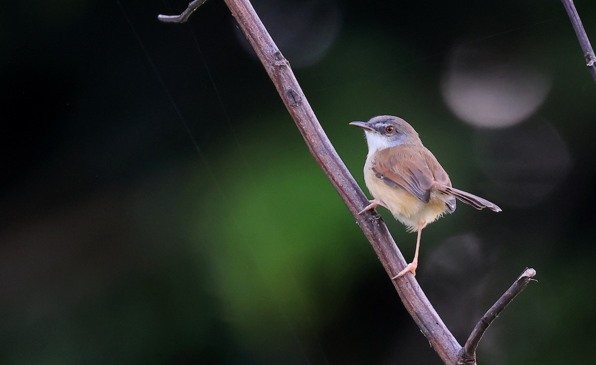 Prinia Rojiza - ML627852395