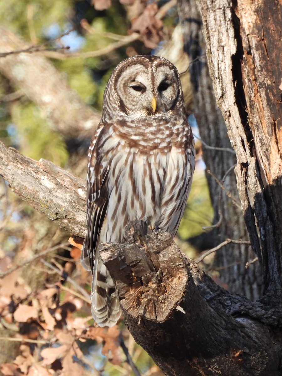 Barred Owl - ML627852419