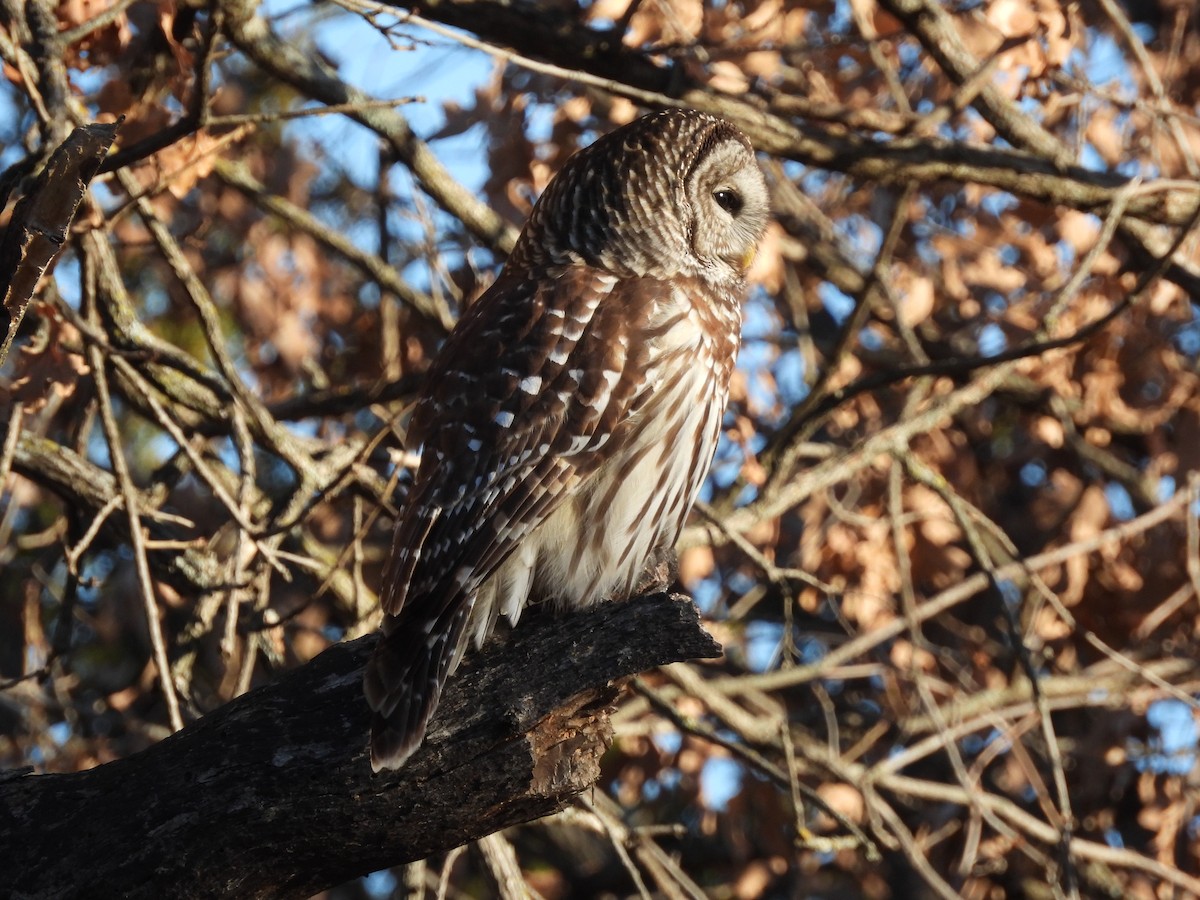 Barred Owl - ML627852420