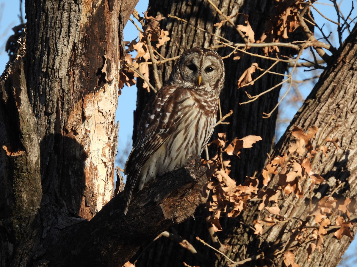 Barred Owl - ML627852421