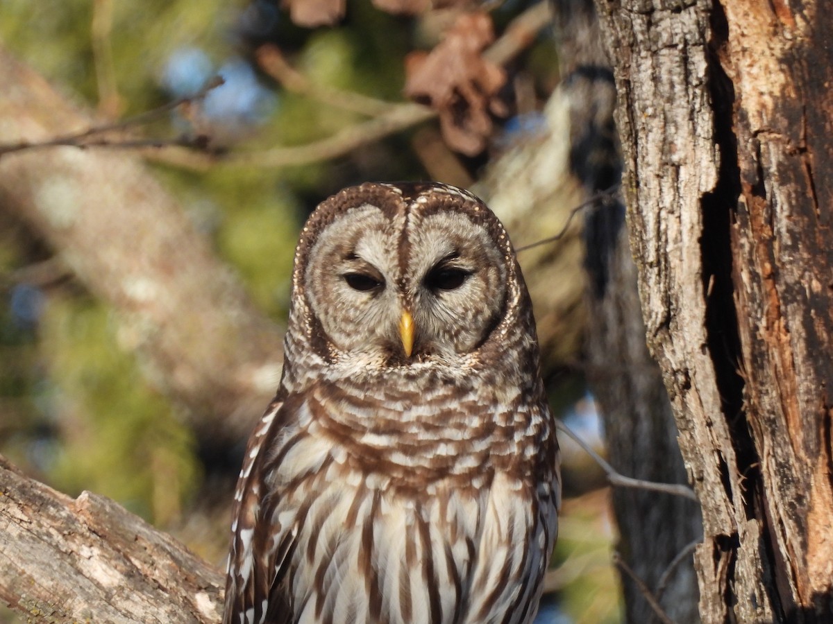 Barred Owl - ML627852425