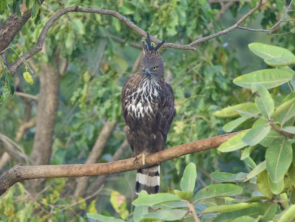 Changeable Hawk-Eagle - ML627852539