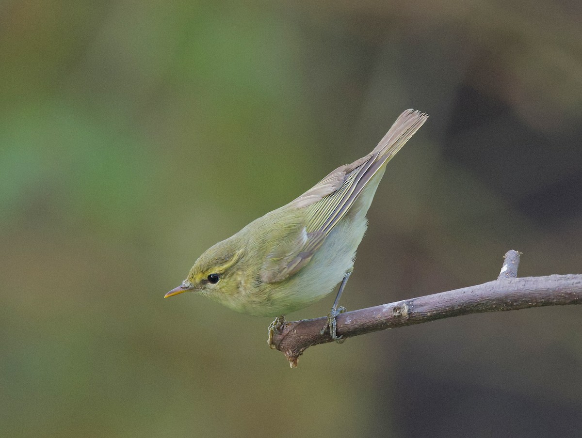 Green/Greenish Warbler - ML627852606