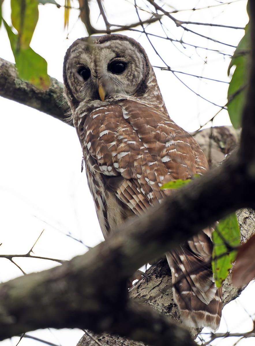 Barred Owl - ML627852609