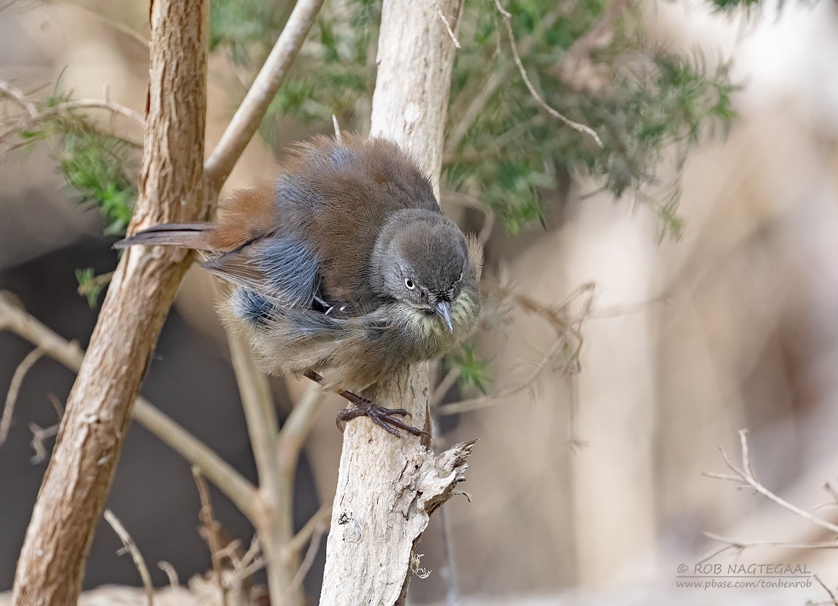 Tasmanian Scrubwren - ML627852622