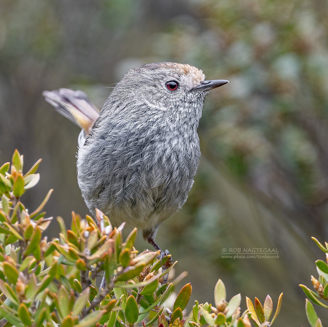 Tasmanian Thornbill - ML627852679