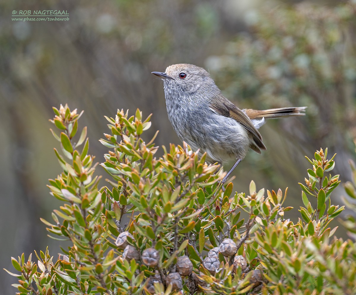 Tasmanian Thornbill - ML627852680