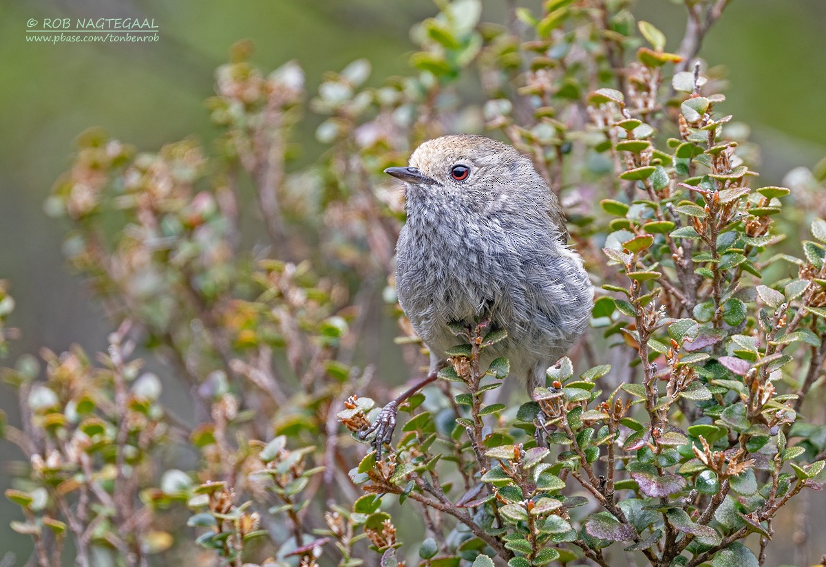 Tasmanian Thornbill - ML627852681