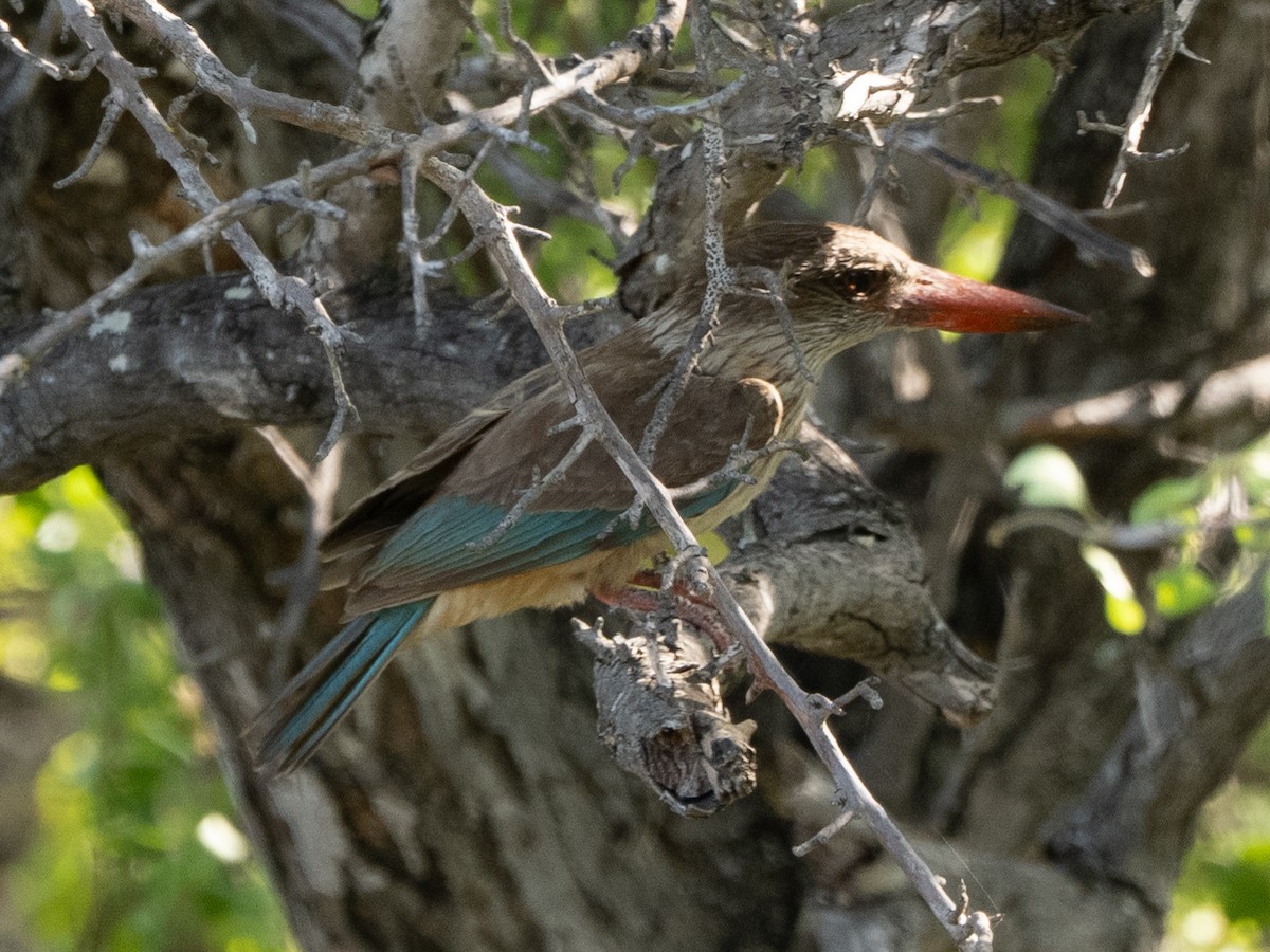 Striped Kingfisher - ML627852706