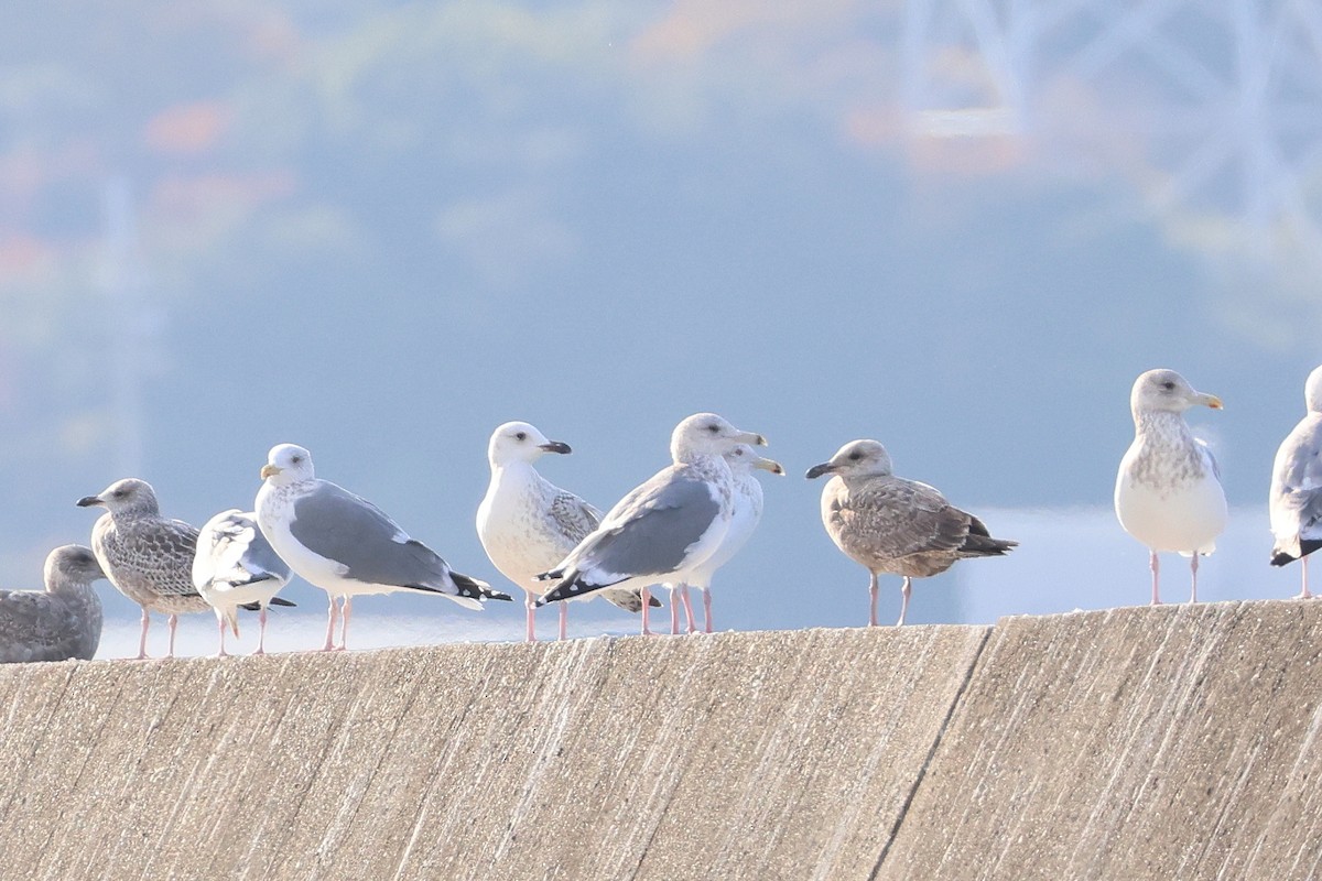 Mongolian Gull - ML627852749