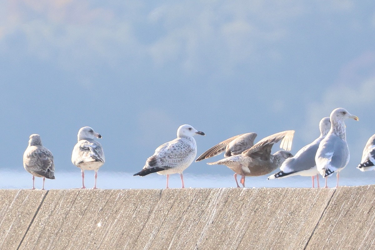 Mongolian Gull - ML627852750