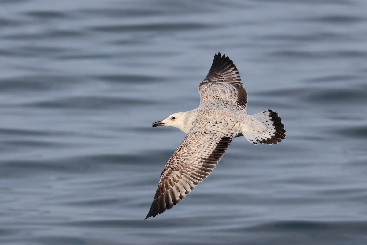 Mongolian Gull - ML627852759