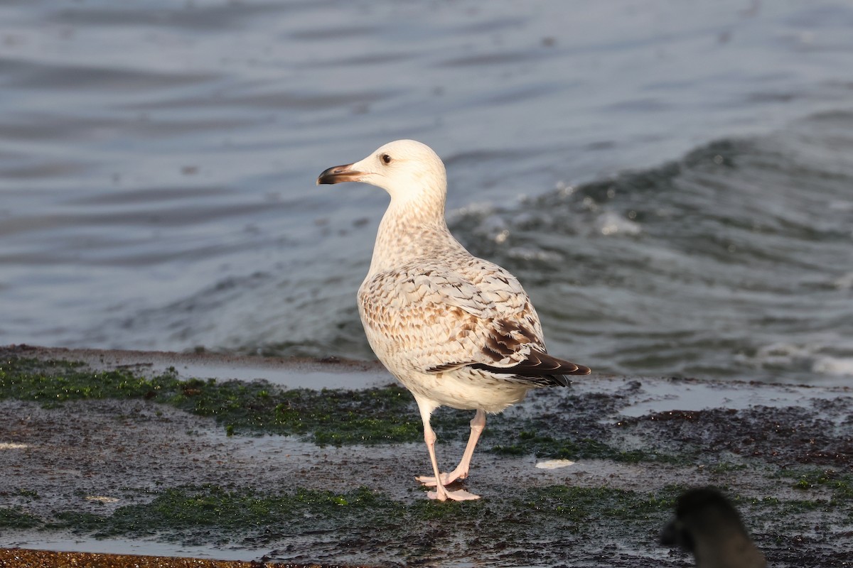 Mongolian Gull - ML627852760