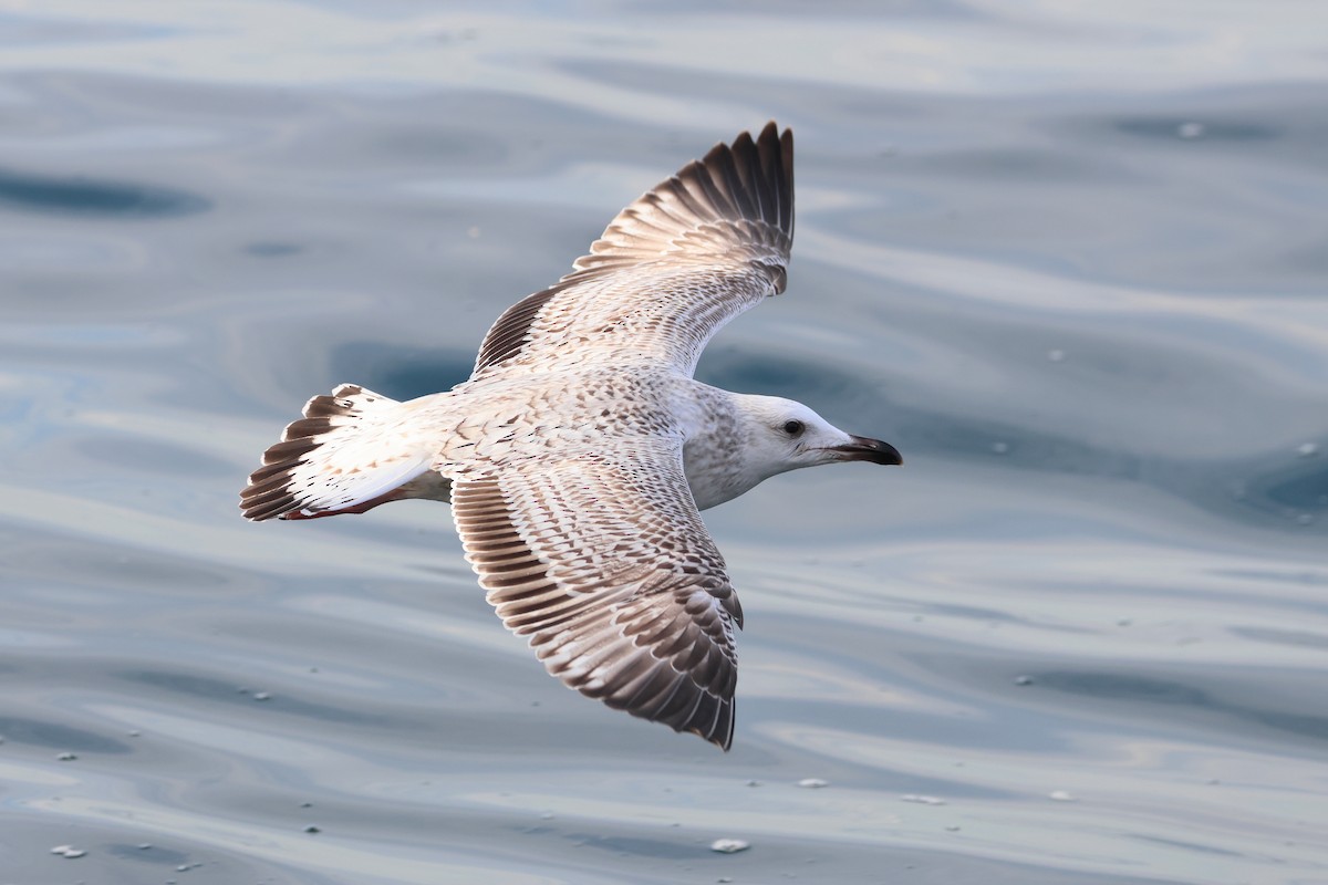 Mongolian Gull - ML627852761